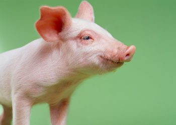 “Piglets up more than 50%”! Live pig prices continue to rush high market there is a new situation